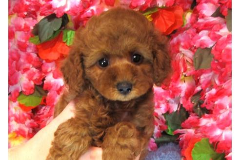 成約済の茨城県のトイプードル-31967の4枚目