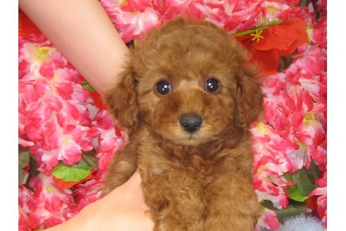 成約済の茨城県のトイプードル-31967の5枚目