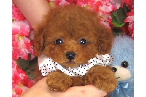 成約済の茨城県のトイプードル-31968の1枚目