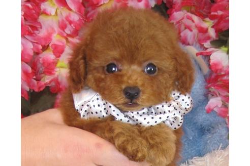 成約済の茨城県のトイプードル-31968の2枚目