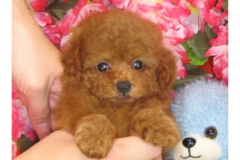 成約済の茨城県のトイプードル-31968の3枚目