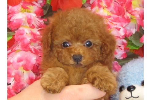 成約済の茨城県のトイプードル-31968の4枚目