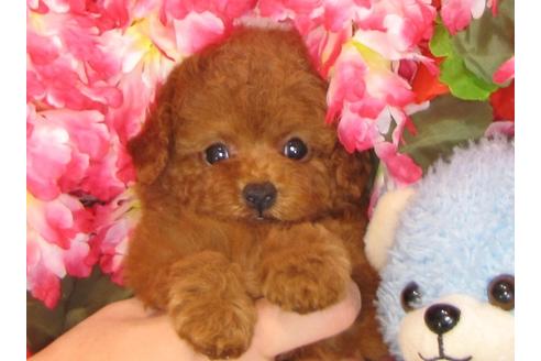 成約済の茨城県のトイプードル-31968の5枚目