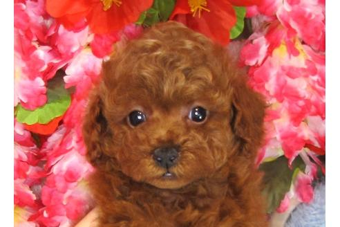 成約済の茨城県のトイプードル-31969の1枚目