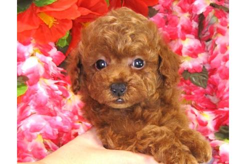 成約済の茨城県のトイプードル-31969の2枚目