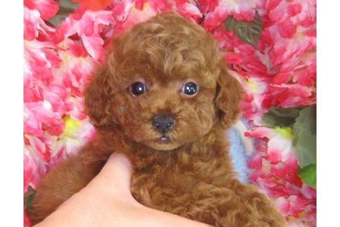 成約済の茨城県のトイプードル-31969の3枚目