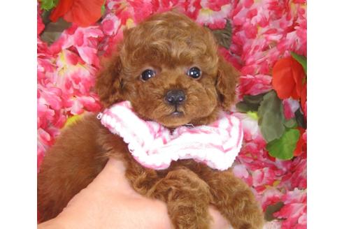 成約済の茨城県のトイプードル-31969の4枚目