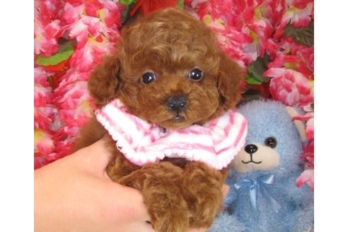 成約済の茨城県のトイプードル-31969の5枚目