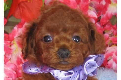 成約済の茨城県のトイプードル-31970の1枚目