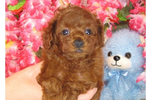 成約済の茨城県のトイプードル-31970の3枚目