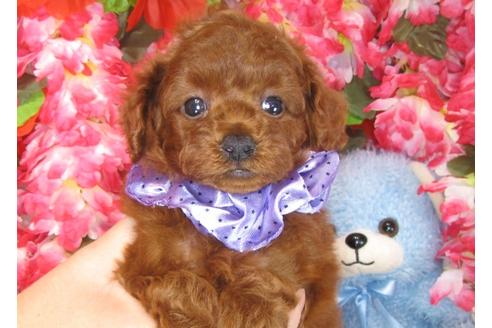 成約済の茨城県のトイプードル-31970の4枚目