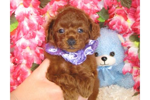 成約済の茨城県のトイプードル-31970の5枚目