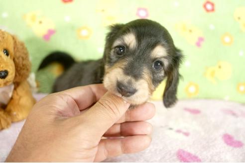 成約済の兵庫県のミニチュアダックスフンド-31998の4枚目