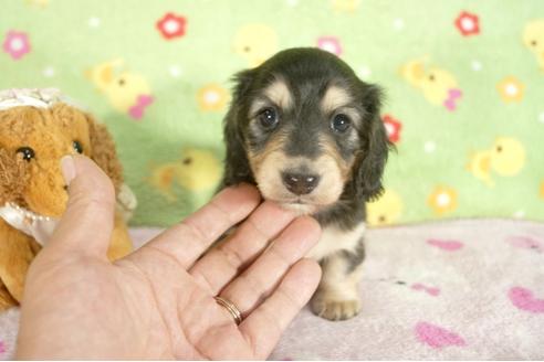 成約済の兵庫県のミニチュアダックスフンド-31998の1枚目