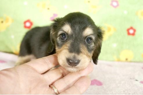 成約済の兵庫県のミニチュアダックスフンド-31998の2枚目