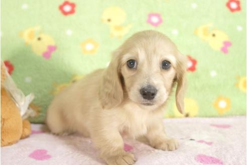 成約済の兵庫県のミニチュアダックスフンド-31414の1枚目