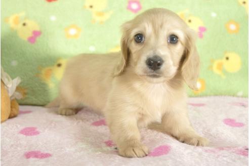 成約済の兵庫県のミニチュアダックスフンド-31414の2枚目