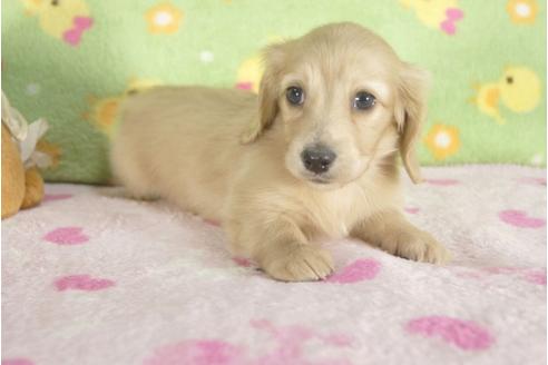 成約済の兵庫県のミニチュアダックスフンド-31414の3枚目