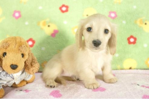 成約済の兵庫県のミニチュアダックスフンド-31421の1枚目