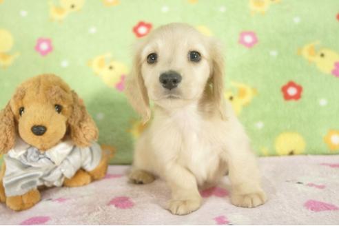 成約済の兵庫県のミニチュアダックスフンド-31421の3枚目