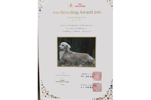 成約済の兵庫県のミニチュアダックスフンド-31421の4枚目