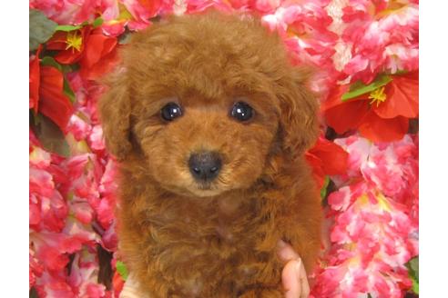 成約済の茨城県のトイプードル-32013の5枚目