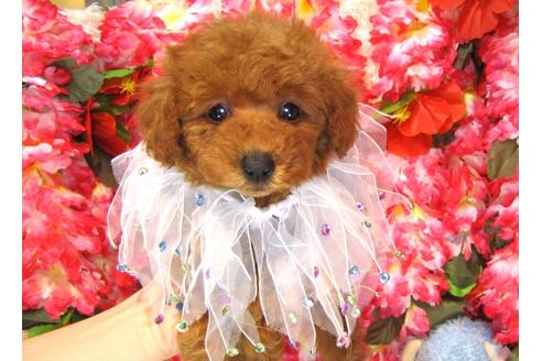 成約済の茨城県のトイプードル-32013の1枚目