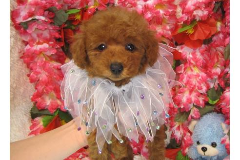 成約済の茨城県のトイプードル-32013の2枚目