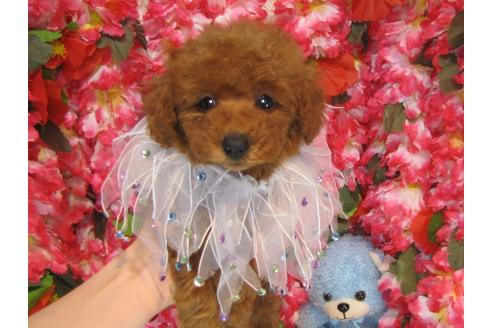 成約済の茨城県のトイプードル-32013の3枚目