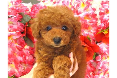 成約済の茨城県のトイプードル-32013の4枚目