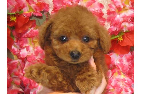 成約済の茨城県のトイプードル-32014の1枚目