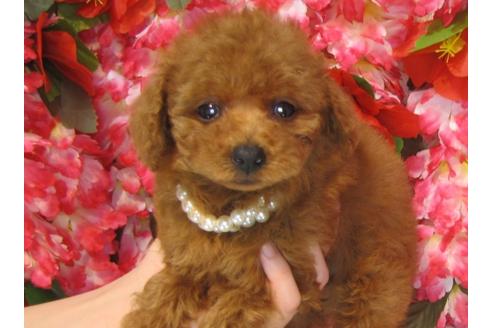 成約済の茨城県のトイプードル-32014の2枚目