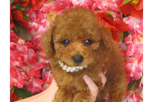 成約済の茨城県のトイプードル-32014の4枚目
