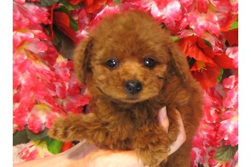 成約済の茨城県のトイプードル-32014の5枚目