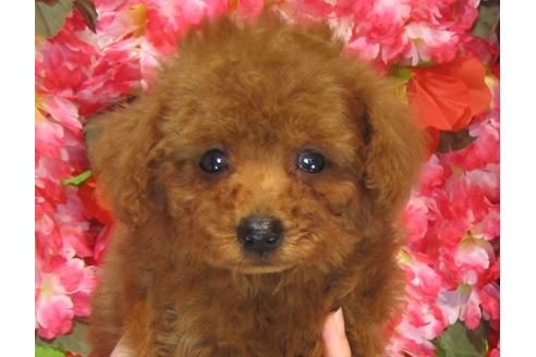 成約済の茨城県のトイプードル-32015の3枚目