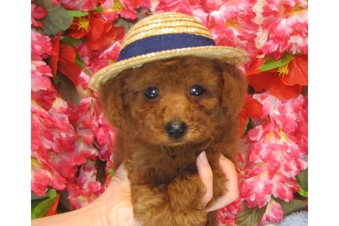 成約済の茨城県のトイプードル-32015の4枚目