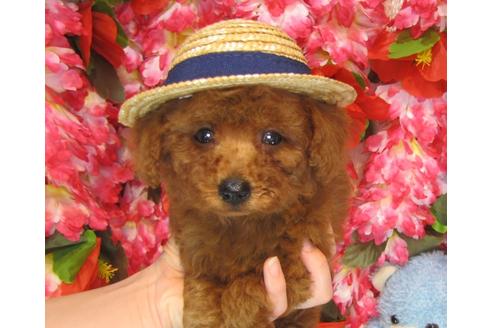 成約済の茨城県のトイプードル-32015の5枚目