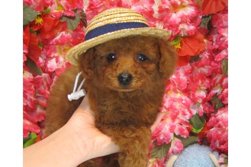 成約済の茨城県のトイプードル-32015の2枚目