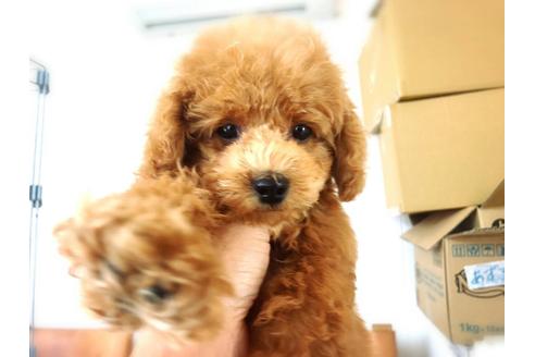 成約済の山口県のトイプードル-32018の1枚目