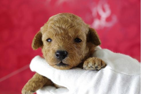 成約済の千葉県のトイプードル-32021の1枚目