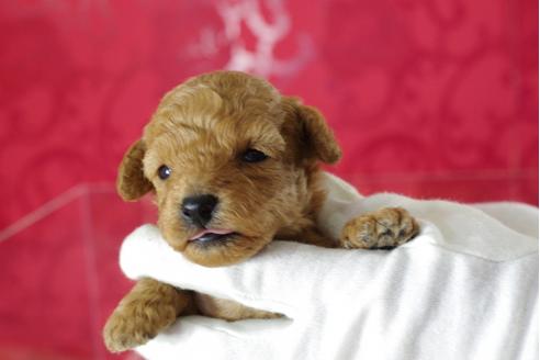 成約済の千葉県のトイプードル-32021の2枚目