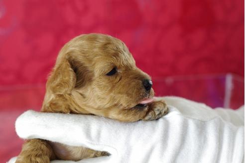 成約済の千葉県のトイプードル-32021の3枚目