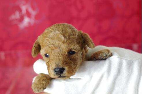 成約済の千葉県のトイプードル-32021の4枚目