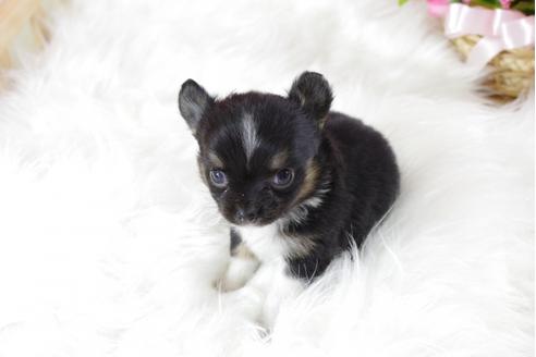 成約済の千葉県のチワワ-32031の3枚目