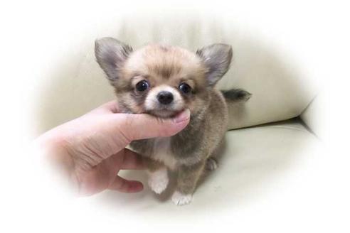 成約済の大阪府のチワワ-30018の1枚目
