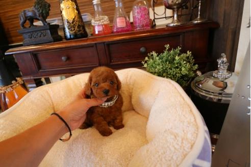 成約済の埼玉県のトイプードル-32052の2枚目