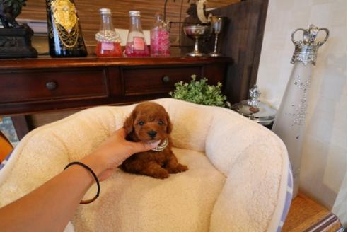 成約済の埼玉県のトイプードル-32052の3枚目