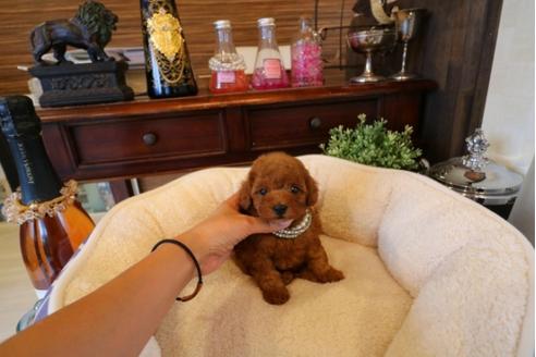 成約済の埼玉県のトイプードル-32052の1枚目