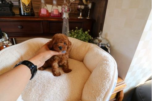 成約済の埼玉県のトイプードル-32054の1枚目