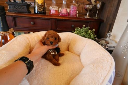 成約済の埼玉県のトイプードル-32054の2枚目